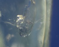 Cristal de turmalina